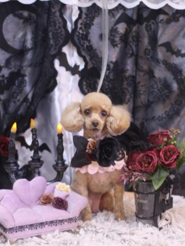 20231026バニラちゃん